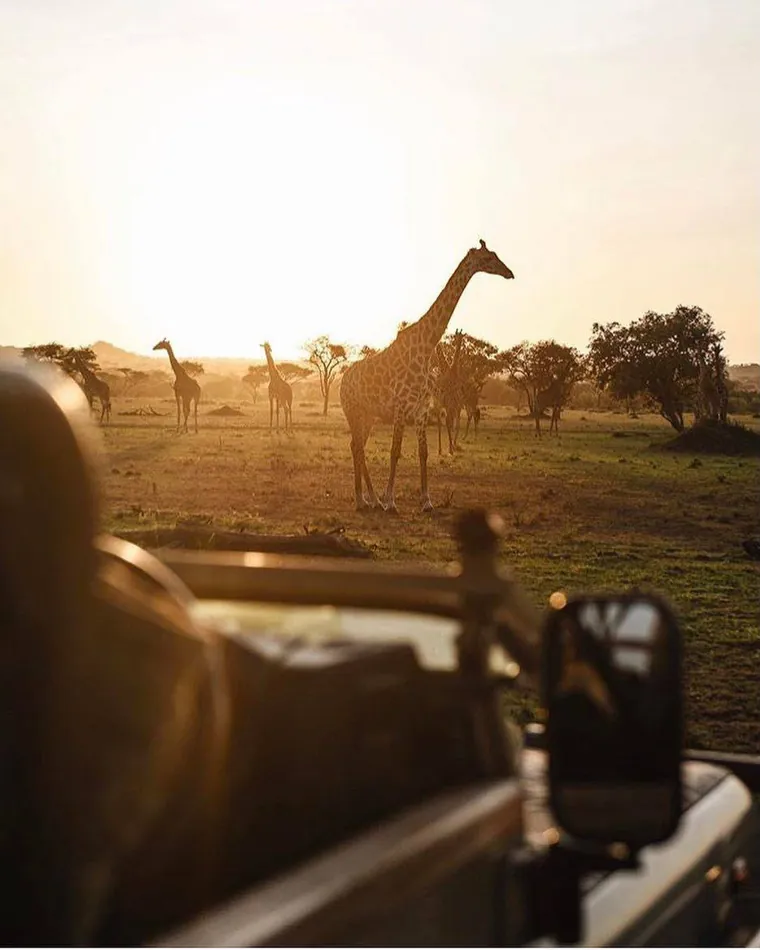 Girafes dans la savane sud-africaine